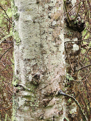 alnus rubra 2 graphic